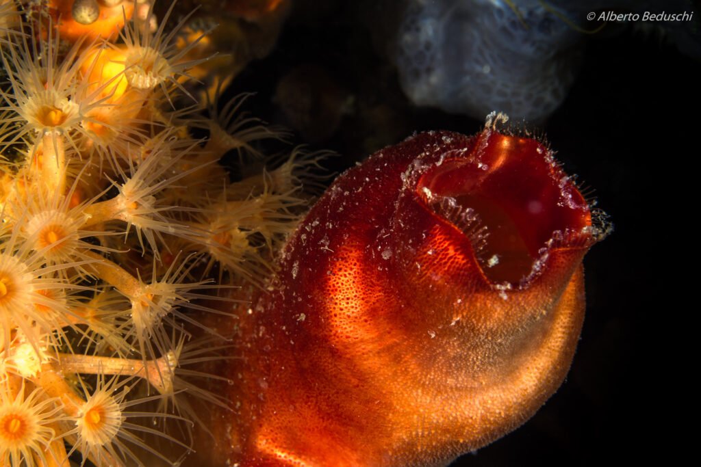 Halocynthia papillosa | Ascidi roig – Espècies Marines del Mediterrani