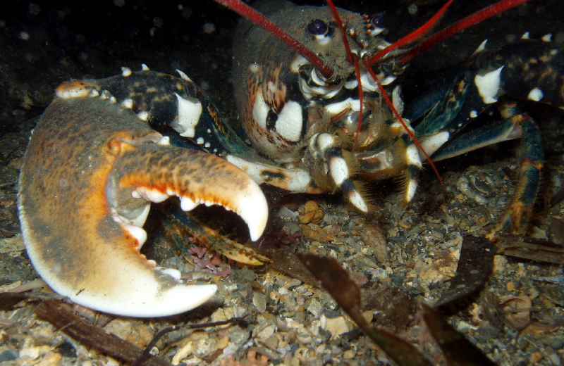 Homarus Gammarus Llam ntol Esp cies Marines Del Mediterrani Homarus Gammarus Llam ntol Esp cies Marines Del Mediterrani